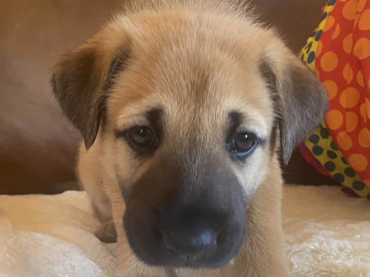 chinook puppy